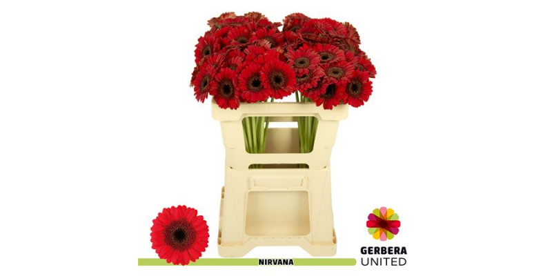 Germini Nirvana 50cm A1