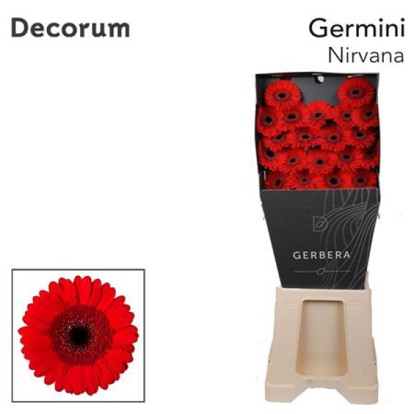 Germini Nirvana Diamond 47cm A1