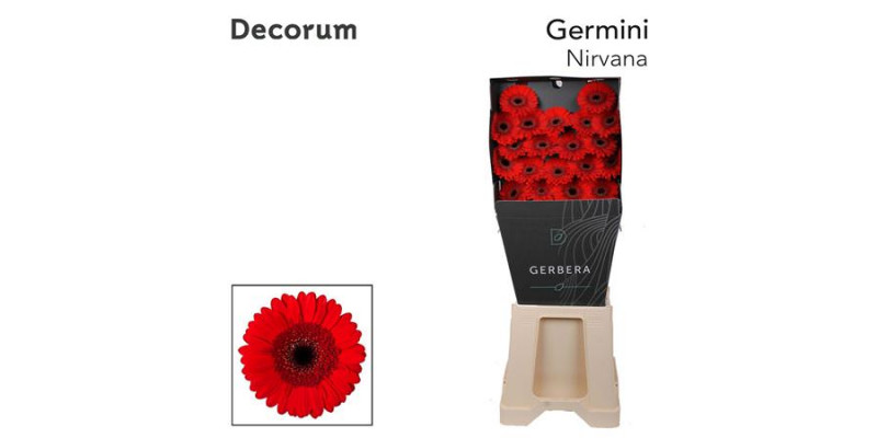 Germini Nirvana Diamond 47cm A1