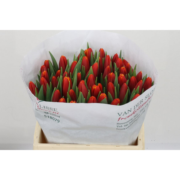 Tulips En Choice 38cm A1 Col-Red