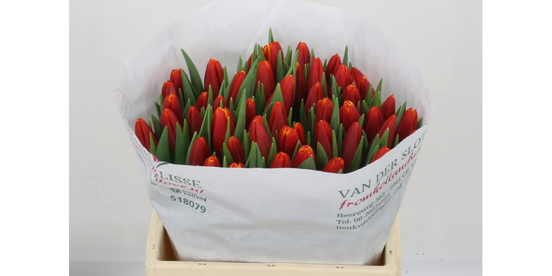 Tulips En Choice 38cm A1 Col-Red