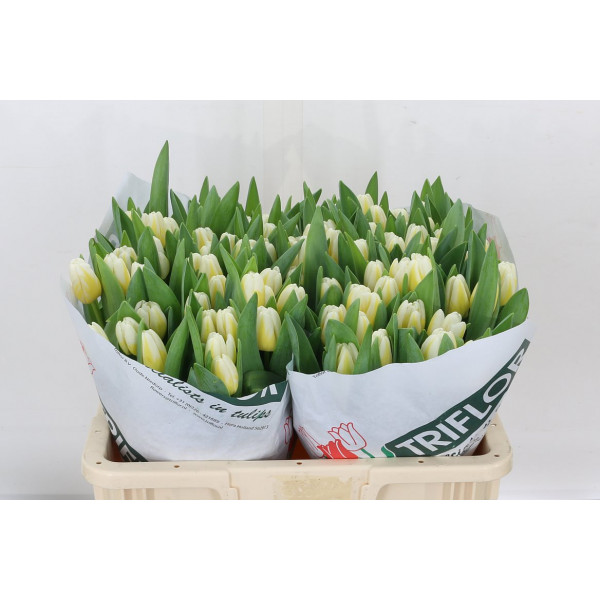 Tulips En Antarctic Flam 40cm A1 Col-White