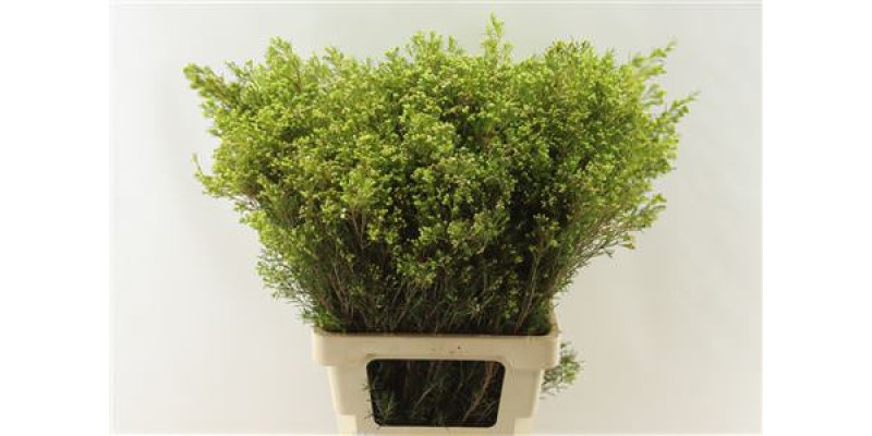 Chame Un Luna Knop 70cm 