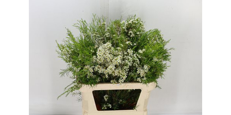 Chame Un Luna 80cm A1