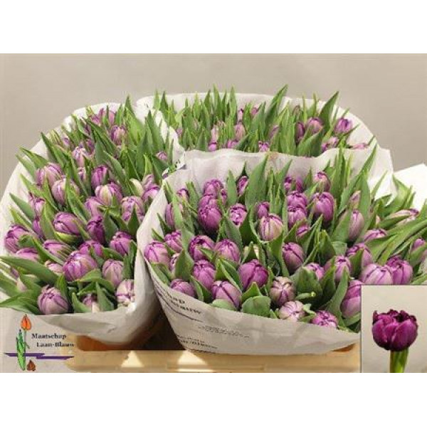 Tulips Du Python 35cm A1 Col-Purple