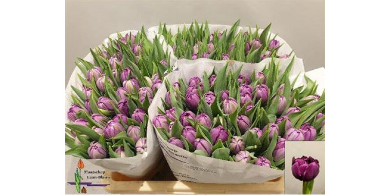 Tulips Du Python 35cm A1 Col-Purple