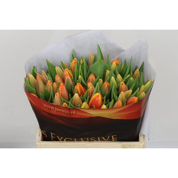 Tulips En Minsk 36cm A1