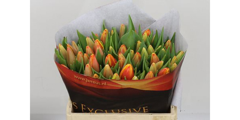 Tulips En Minsk 36cm A1