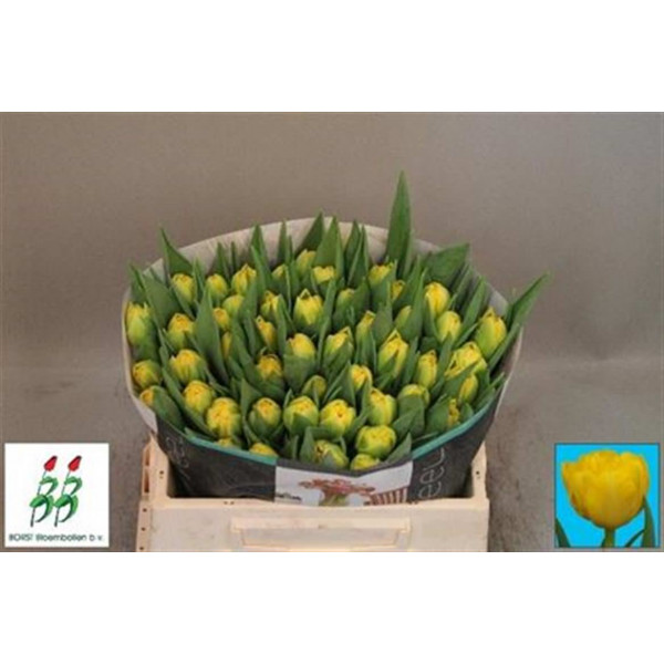 Tulips Du Homerun 36cm A1 Col-Yellow