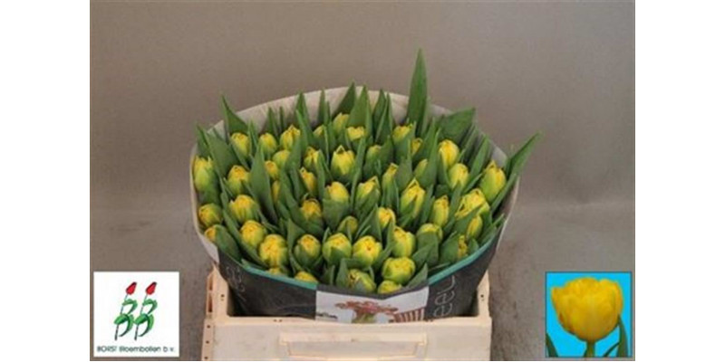 Tulips Du Homerun 36cm A1 Col-Yellow