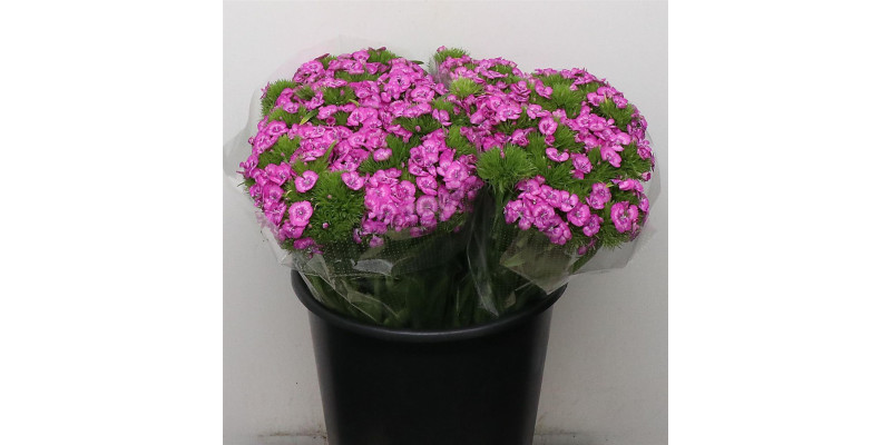Dianthus Barb Melian 40 cm 