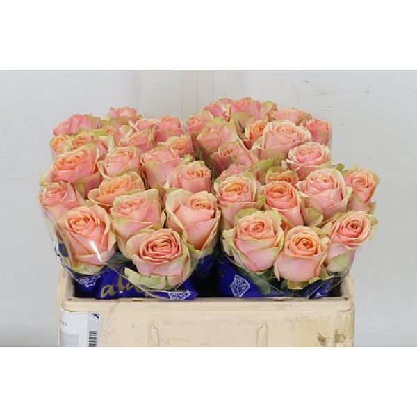 Rose Gr Dividend 40cm A1