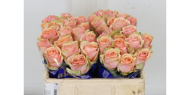 Rose Gr Dividend 40cm A1