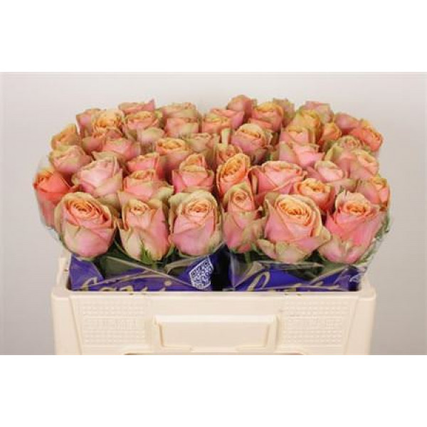 Rose Gr Dividend 50cm A1 Col-Salmon Pink