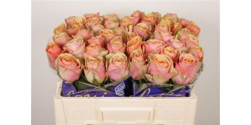 Rose Gr Dividend 50cm A1 Col-Salmon Pink