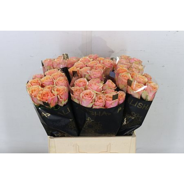 Rose Gr Dividend 60cm A1 Col-Salmon Pink