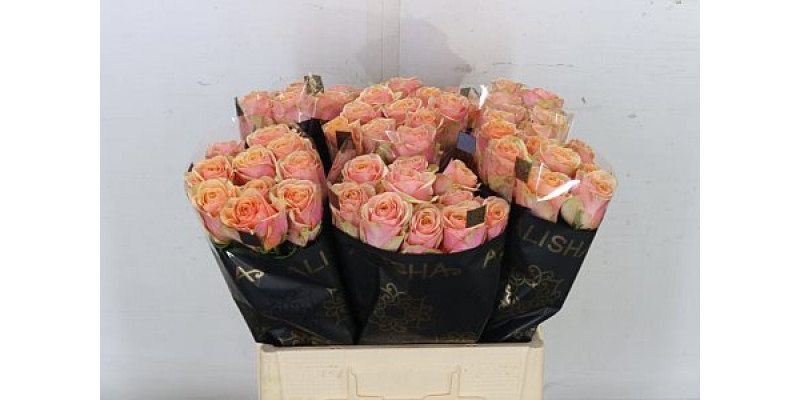 Rose Gr Dividend 60cm A1 Col-Salmon Pink