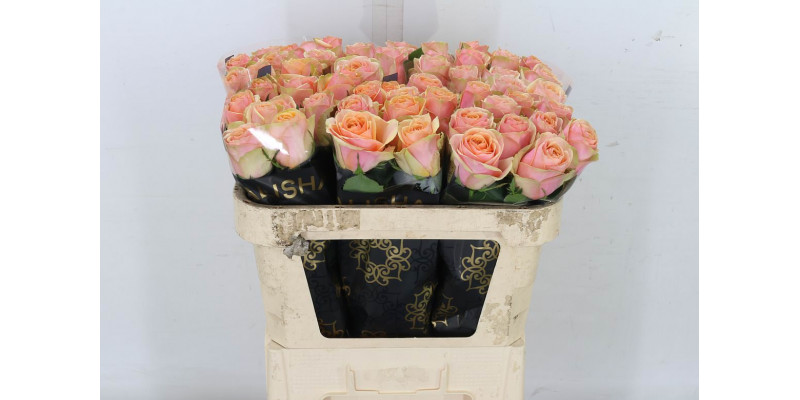 Rose Gr Dividend 70cm A1 Col-Salmon Pink