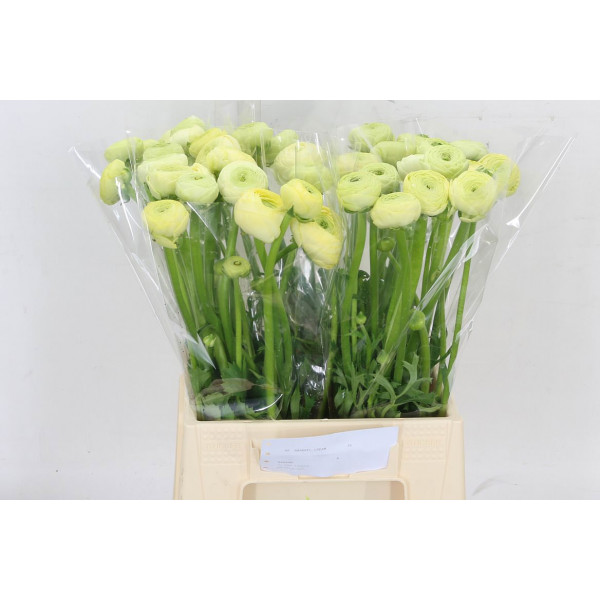 Ranunculus Aazur Cream 45cm A1