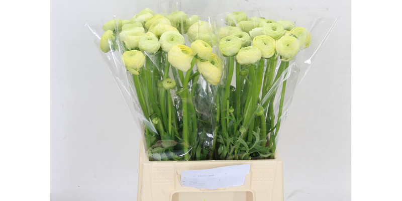 Ranunculus Aazur Cream 45cm A1