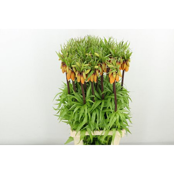 Fritillaria Imperialis Orange Sweet 75cm A1