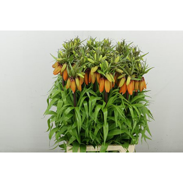 Frit Imp Orang Sweet 75 cm A1