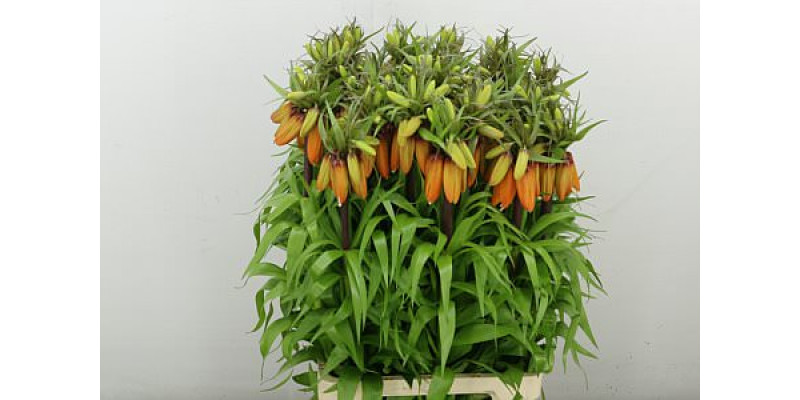 Frit Imp Orang Sweet 75 cm A1