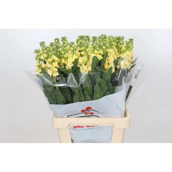 Matthiola Iron Yellow 70cm EX