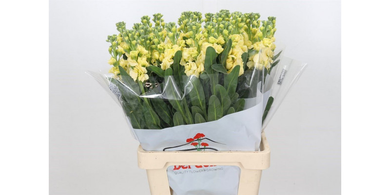 Matthiola Iron Yellow 70cm EX