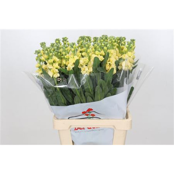 Matth Iron Yellow 65cm A1