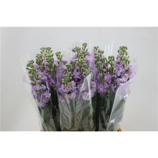 Matth Iron Marine 65cm A1 Col-Lavender