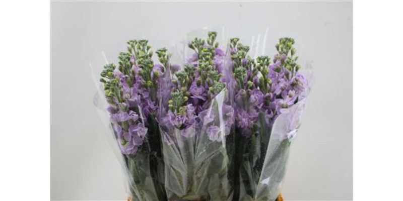 Matth Iron Marine 65cm A1 Col-Lavender