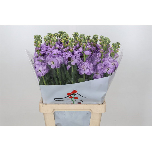 Matthiola Iron Marine 70cm EX