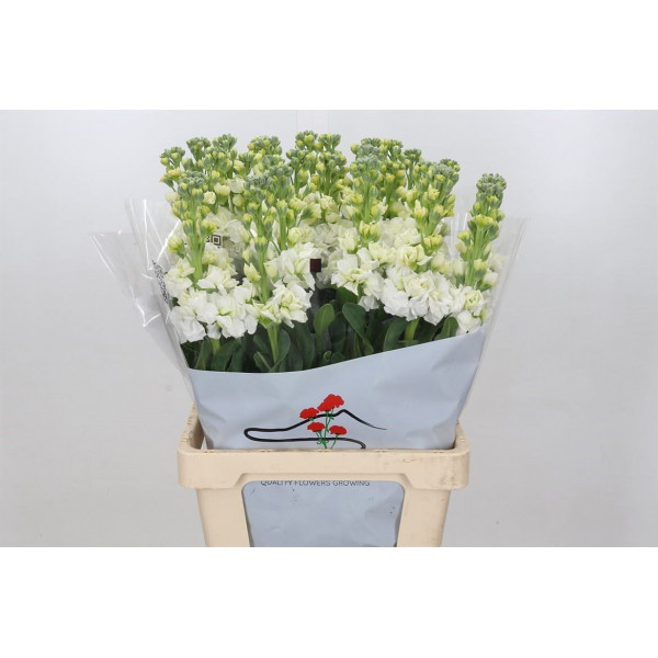 Matthiola Iron White 70cm EX