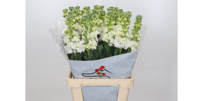 Matthiola Iron White 70cm EX