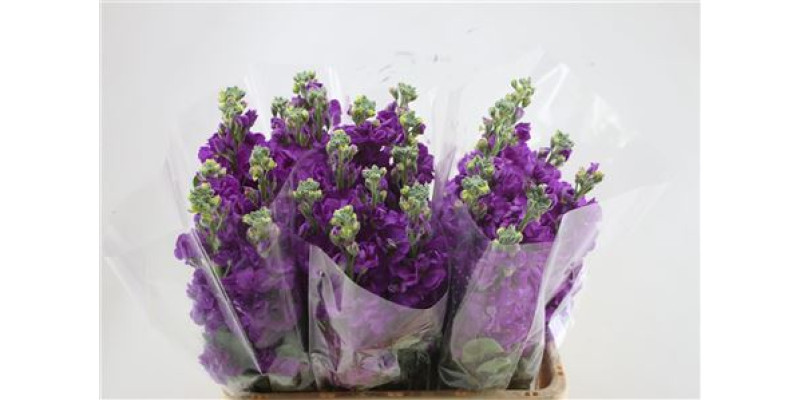 Matth Iron Purple 65cm A1 Col-Purple