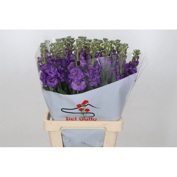 Matthiola Iron Purple 70cm EX