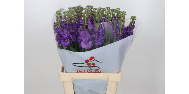 Matthiola Iron Purple 70cm EX