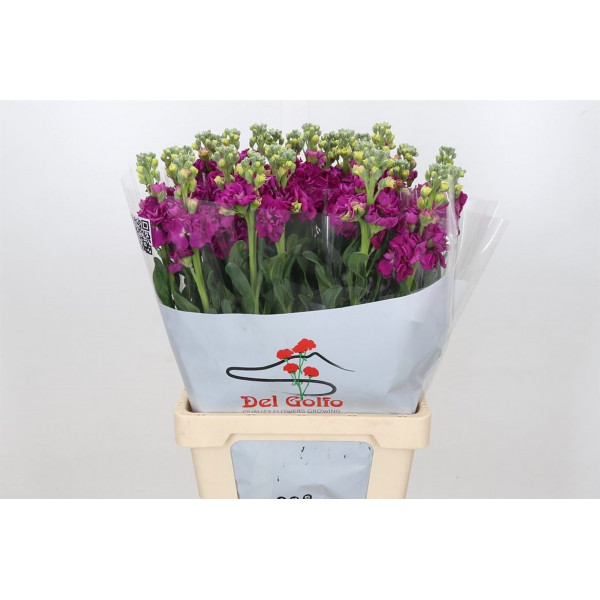 Matthiola Iron Rose Cerise 70cm EX