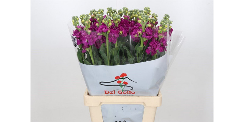 Matthiola Iron Rose Cerise 70cm EX