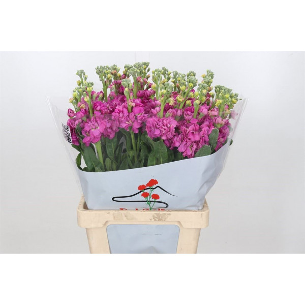 Matthiola Iron Hot Pink 70cm EX