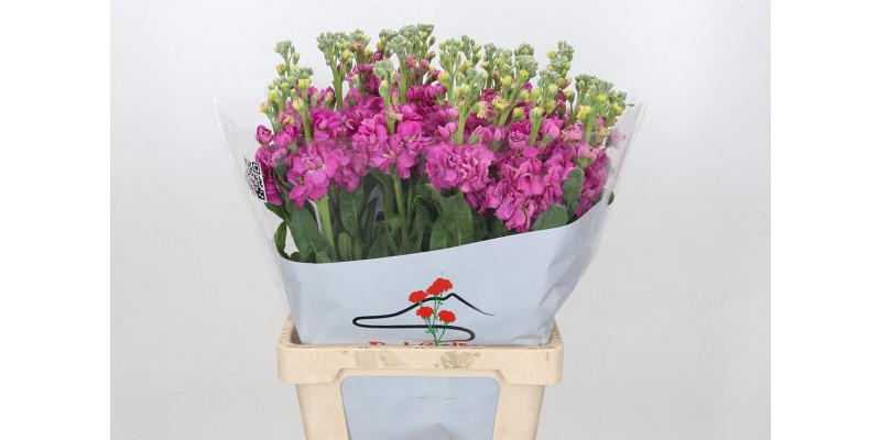 Matthiola Iron Hot Pink 70cm EX