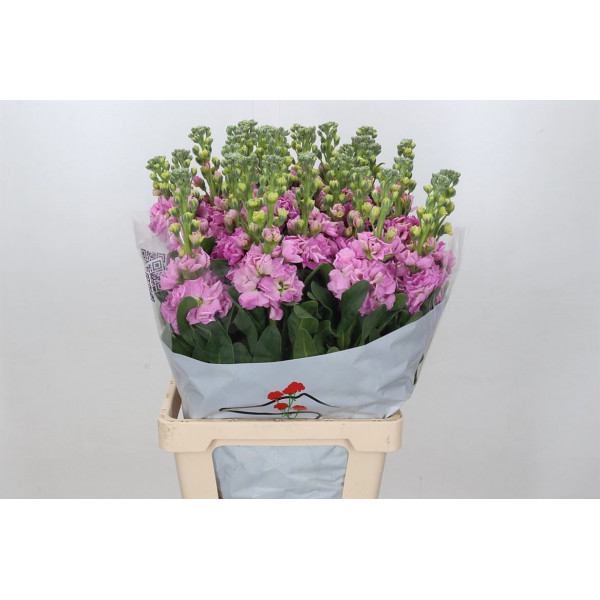 Matthiola Iron Pink 70cm EX