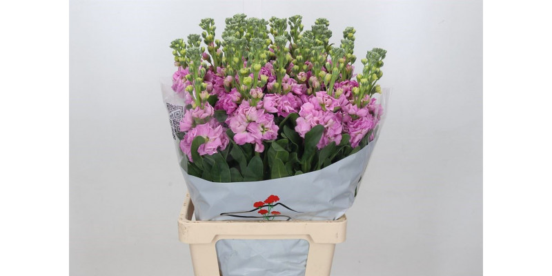 Matthiola Iron Pink 70cm EX