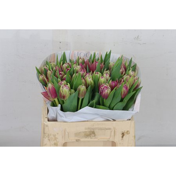 Tulips Du Quintys Dream 35cm A1