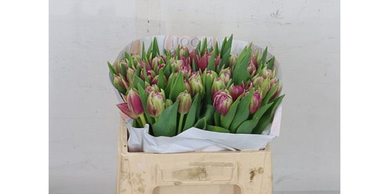 Tulips Du Quintys Dream 35cm A1