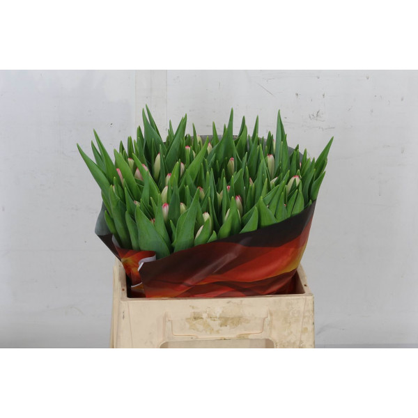 Tulips En Feline 37cm A1 Col-White Pink