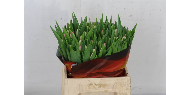 Tulips En Feline 37cm A1 Col-White Pink