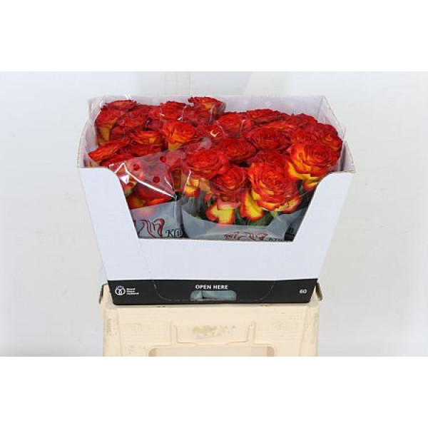 Rose Gr Dutch Fire 60cm A1