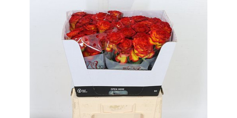 Rose Gr Dutch Fire 60cm A1